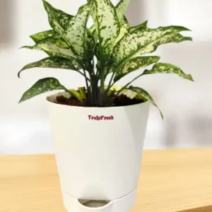 Aglaonema Plant with Self-Watering Classic Pot