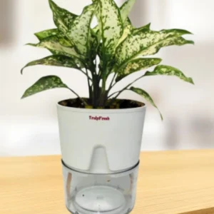 Aglaonema Plant with Self-Watering Premium Pot