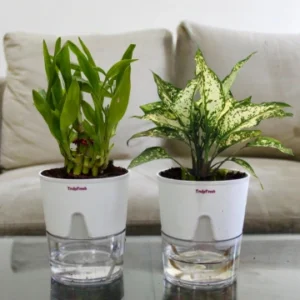 Lucky Bamboo & Aglaonema Plant with Self-Watering Premium Pot