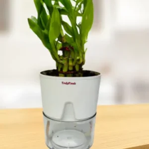 Lucky Bamboo Plant with Self-Watering Premium Pot