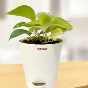 Golden Money Plant with Self-Watering Classic Pot
