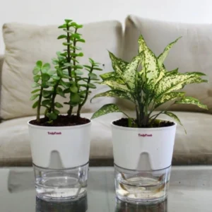 Jade & Aglaonema Plant with Self-Watering Premium Pot