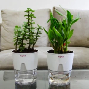 Jade & Lucky Bamboo Plant with Self-Watering Premium Pot