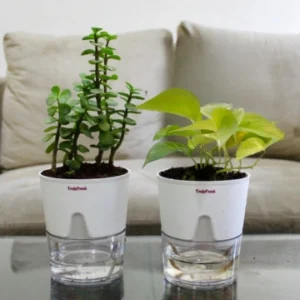 Jade & Golden Money Plant with Self-Watering Premium Pot