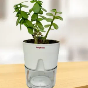 Jade Plant with Self-Watering Premium Pot
