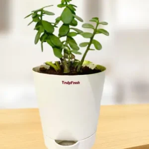 Jade Plant with Self-Watering Classic Pot