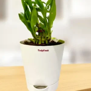 Lucky Bamboo Plant with Self-Watering Classic Pot
