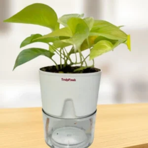 Golden Money Plant with Self-Watering Premium Pot