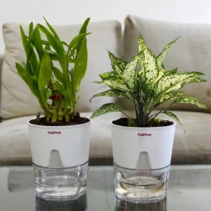 Bamboo & Aglaonema Plant with Self-Watering Premium Pot