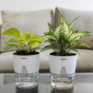 Money & Aglaonema Plant with Self-Watering Premium Pot