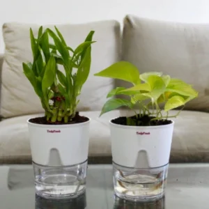 Bamboo & Money Plant with Self-Watering Premium Pot